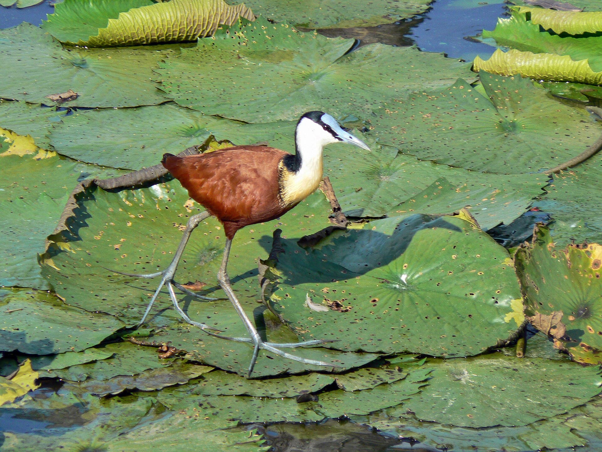 An African Jacana standing on floating lily pads with long toes spread