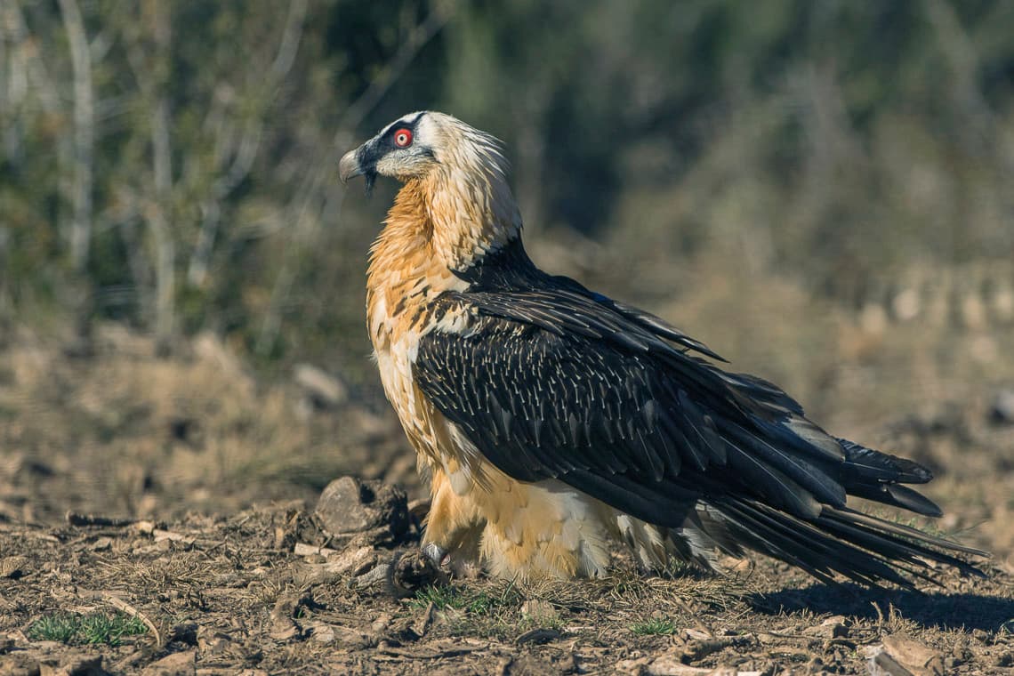 A Bearded Vulture perched in the Catalan Pyrenees, Spain