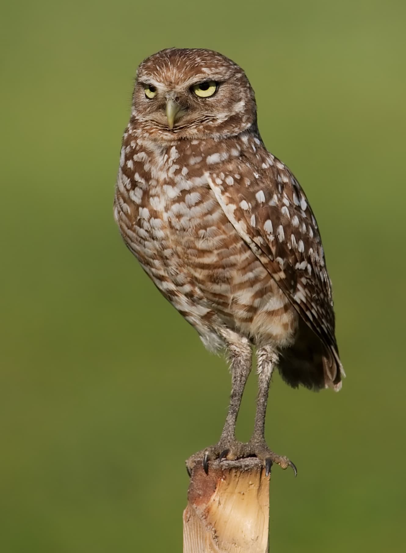 A Burrowing Owl perched on a post in Pembroke Pines, Florida