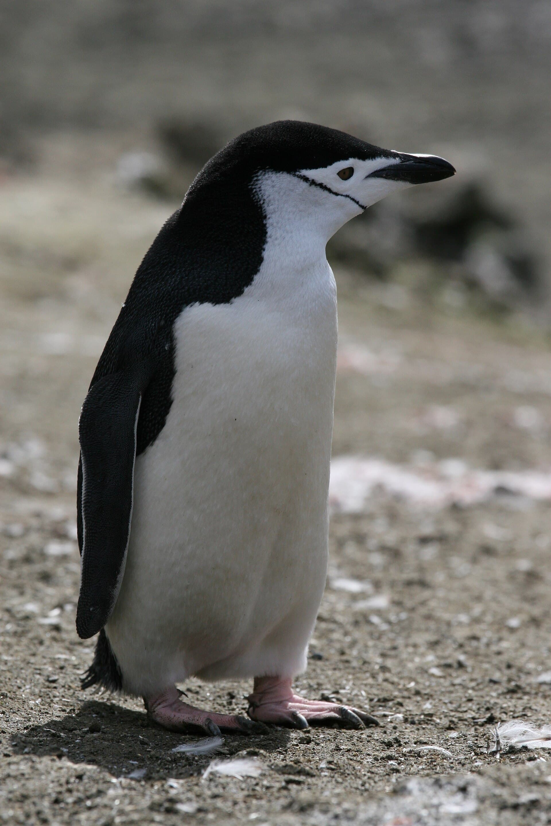 A Chinstrap Penguin with its distinctive dark chin line on Livingston Island