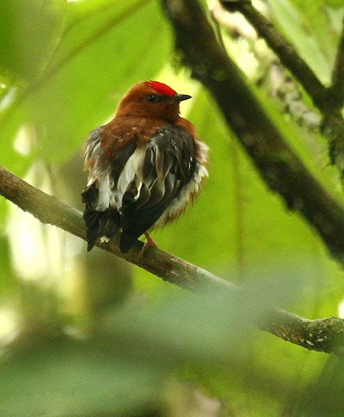 A male Club-winged Manakin with a red crown perched at Milpe Bird Sanctuary