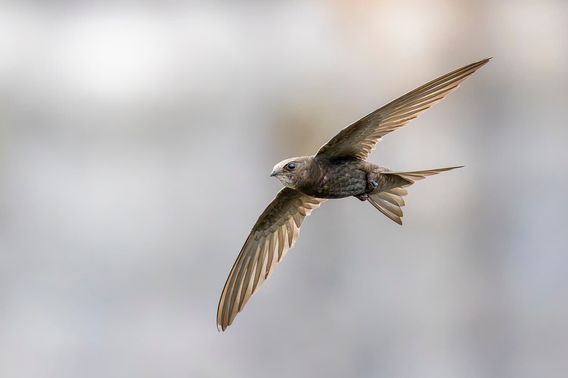 A Common Swift in flight with both long wings extended