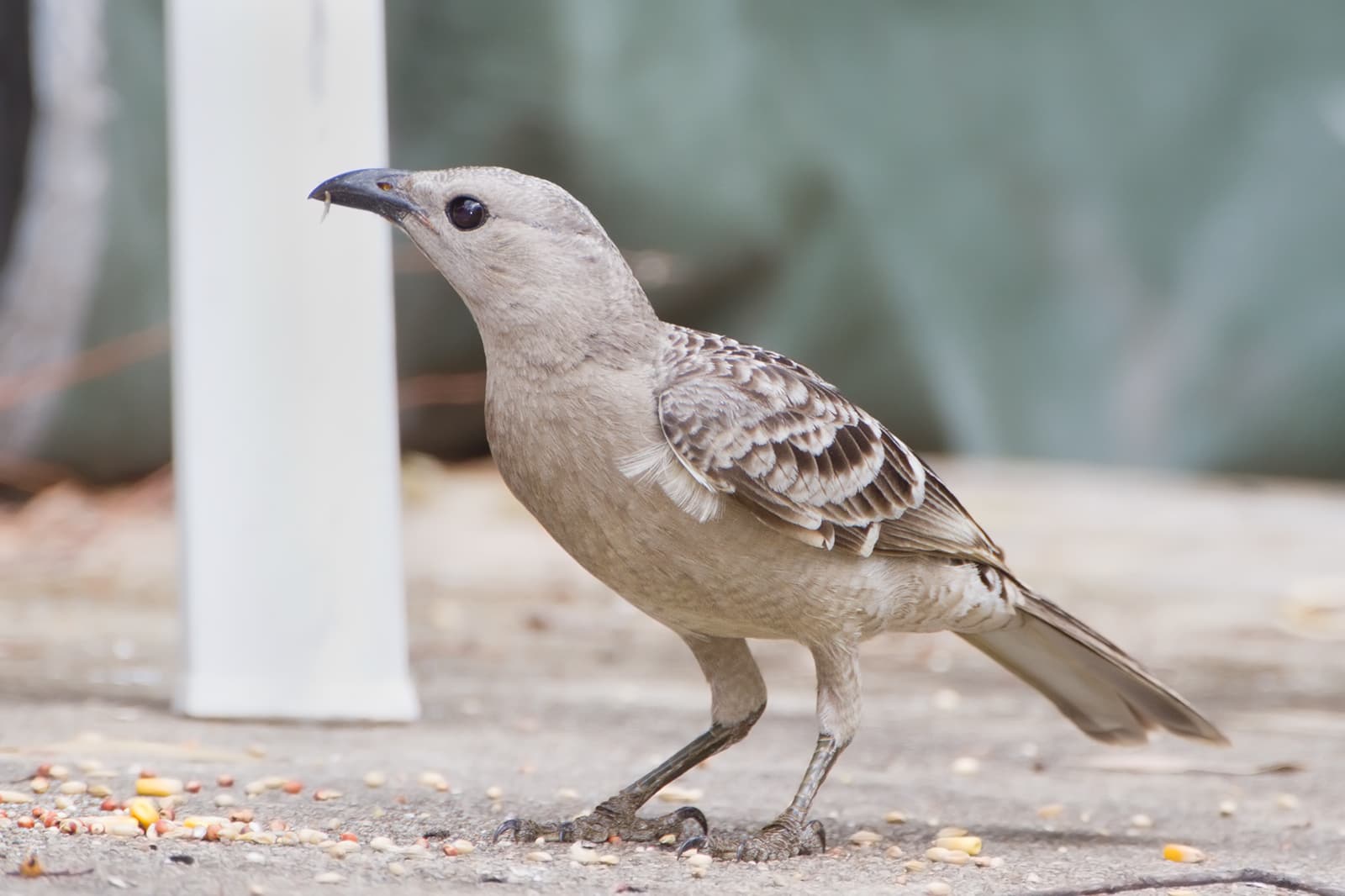 A Great Bowerbird standing on the ground at Mount Carbine, Queensland