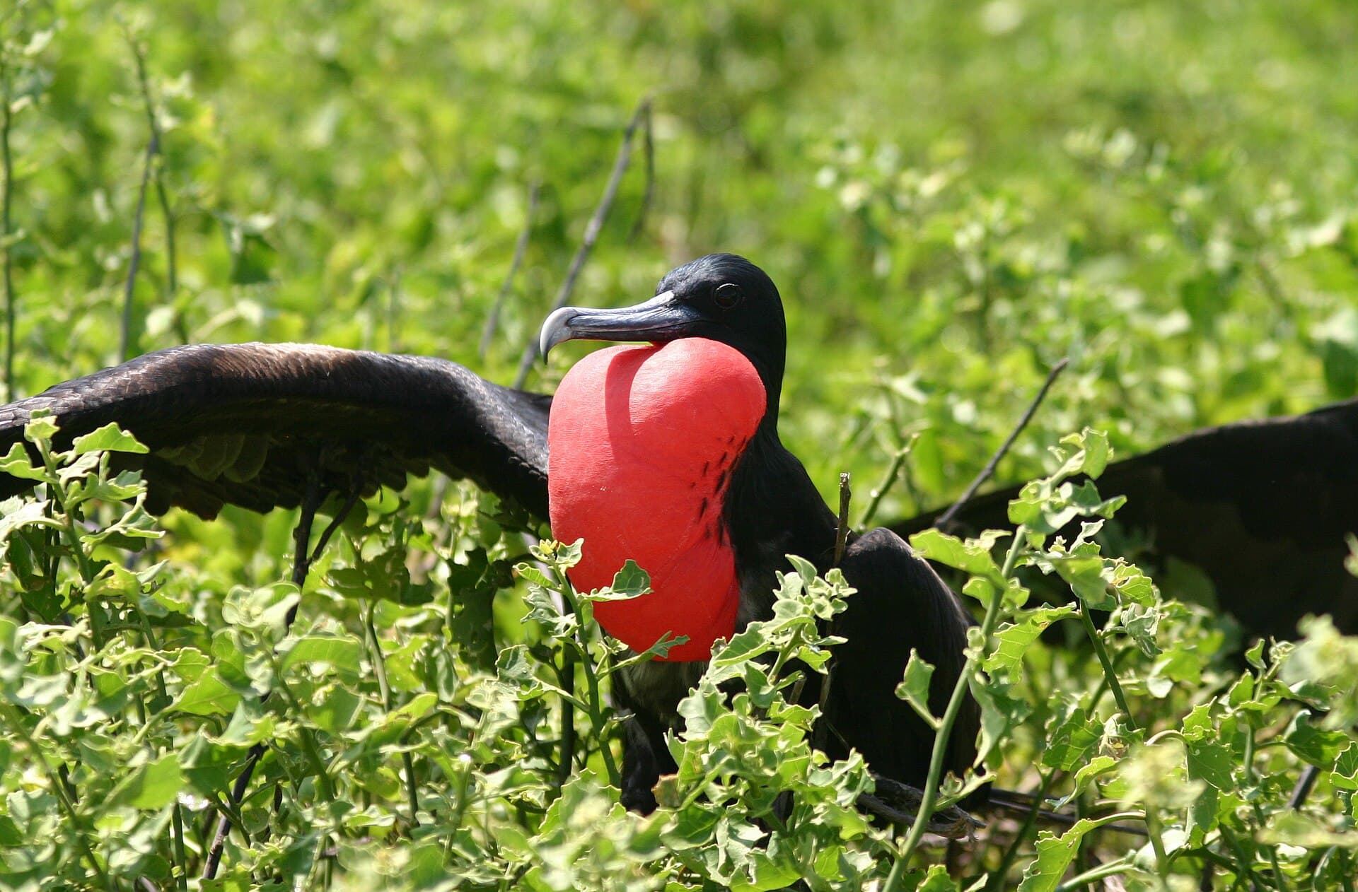 A male Great Frigatebird displaying its inflated red throat pouch on Genovesa Island