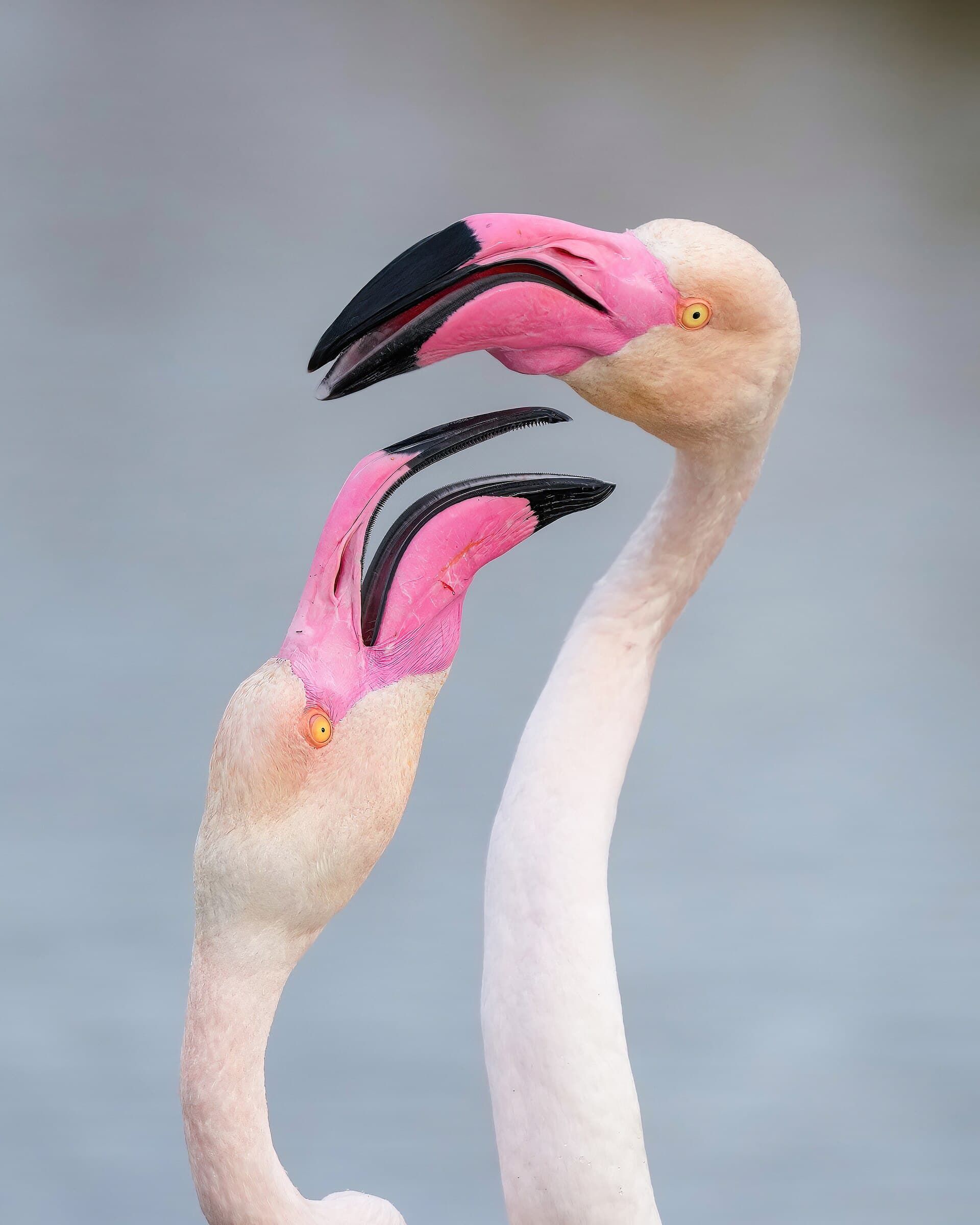 Two Greater Flamingos with their heads and necks raised during courtship in the Camargue