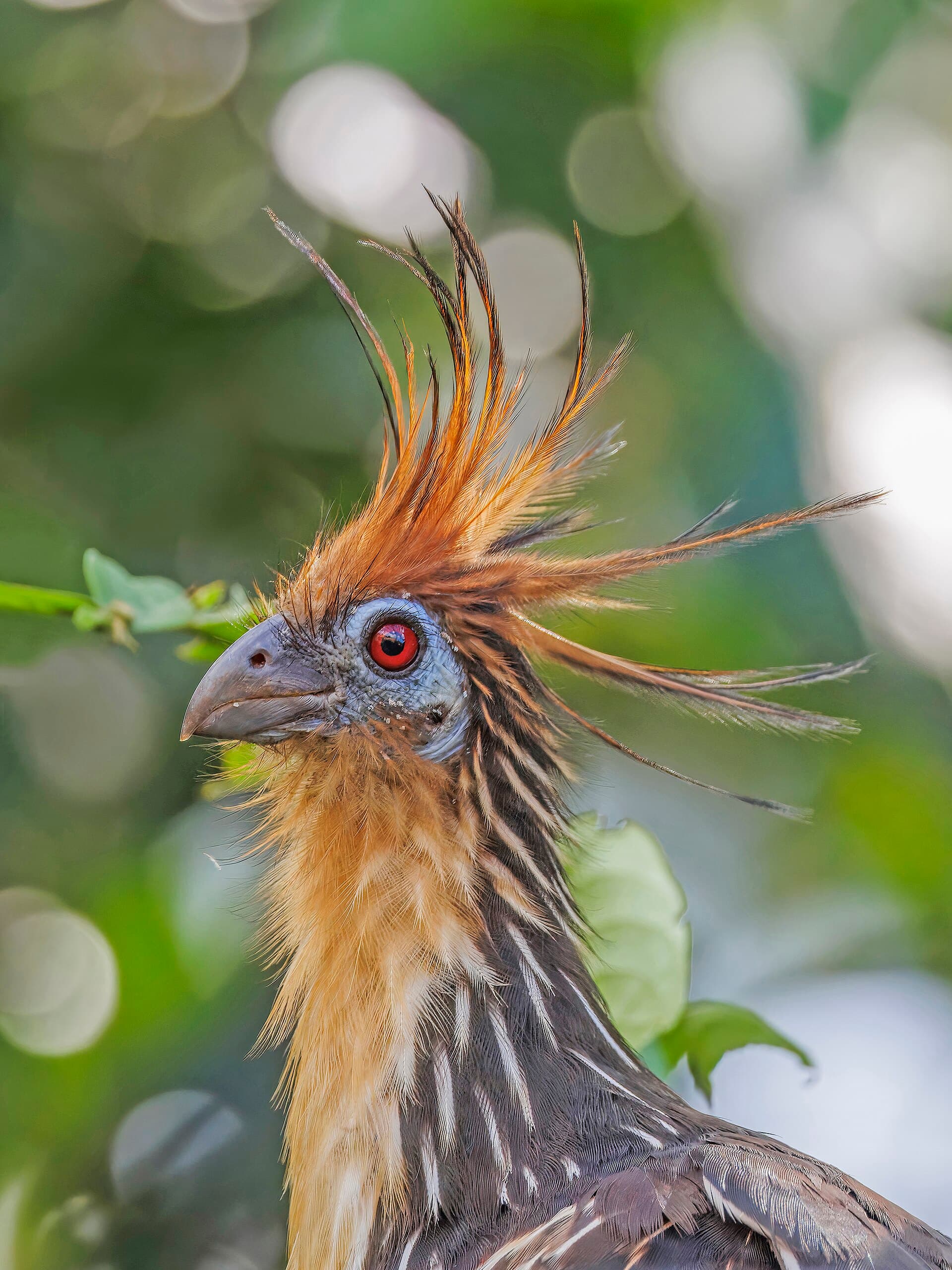 A Hoatzin's crested head, blue facial skin, and red eye beside Rio Napo