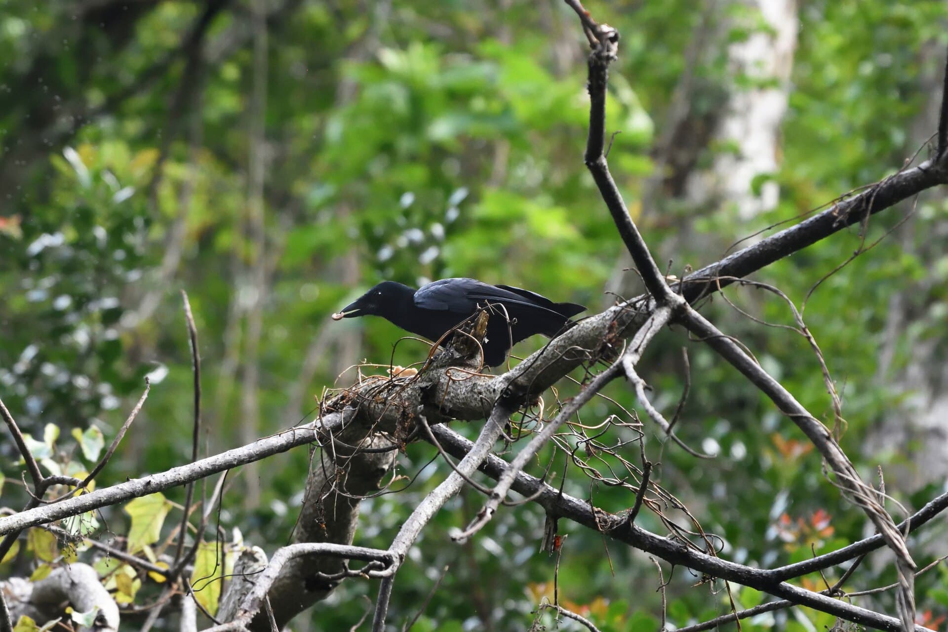 A New Caledonian Crow among forest branches in Sarramea, New Caledonia