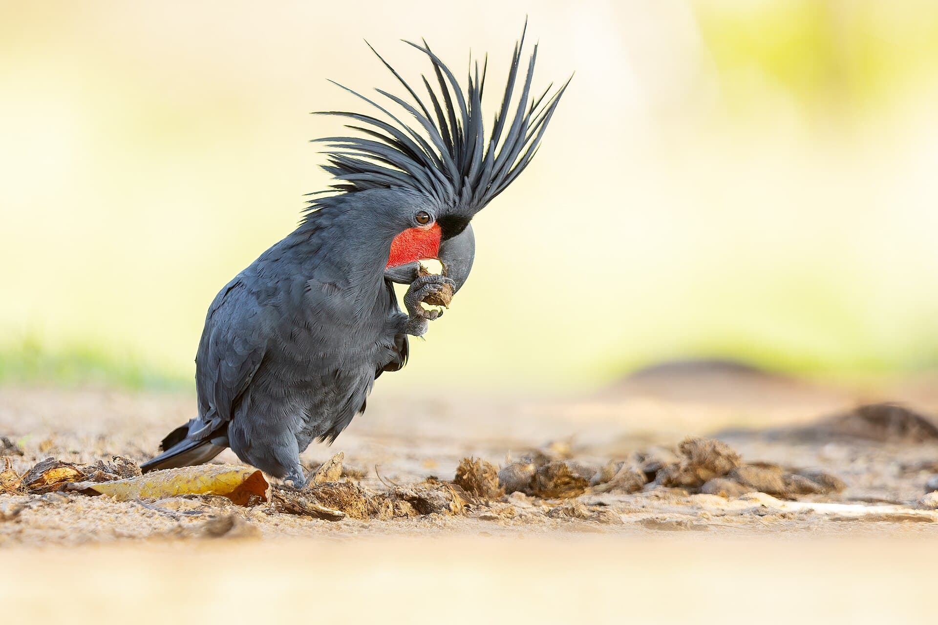 A Palm Cockatoo with its crest raised and red cheek patch visible