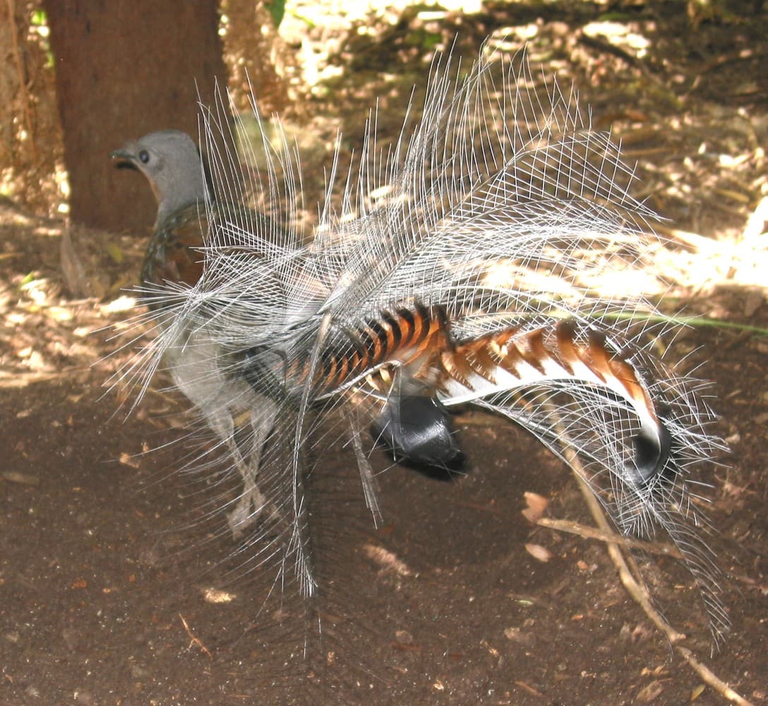 A Superb Lyrebird displaying its tail at Healesville Sanctuary