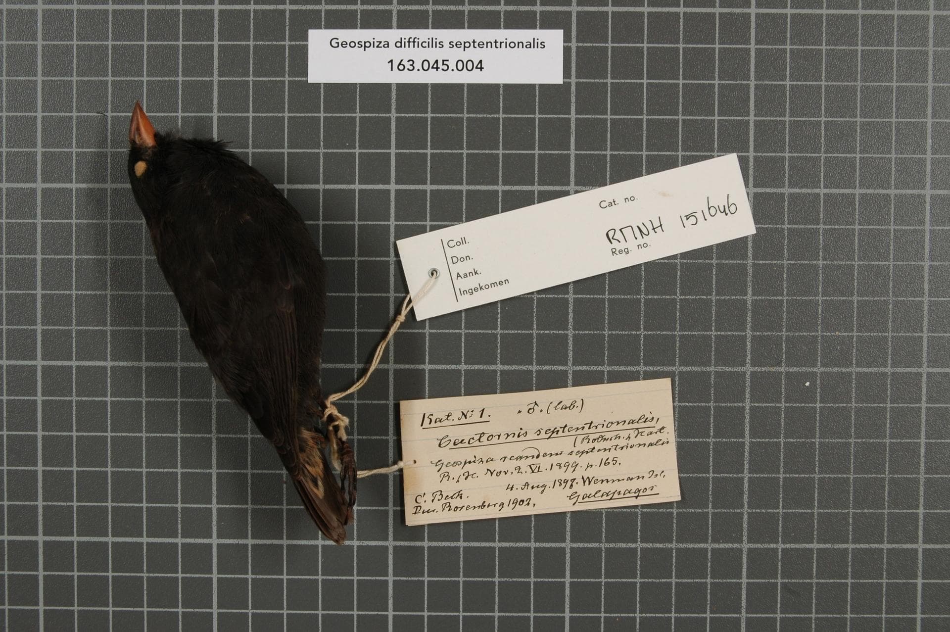 Preserved black finch specimen beside identification tags on a gray measurement grid