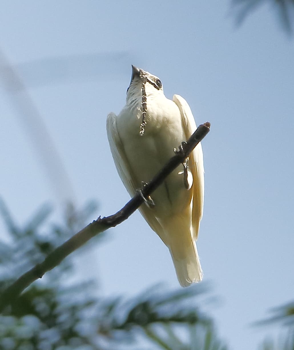 A male White Bellbird with white feathers and a long dark wattle, seen from below